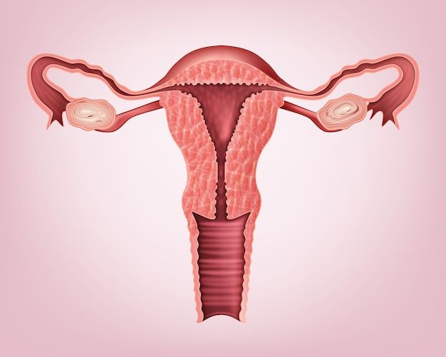 阴道黏膜-女性私密健康卫士